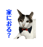 ユミの猫3（個別スタンプ：6）