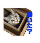 ユミの猫3（個別スタンプ：7）
