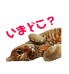 ユミの猫3（個別スタンプ：8）