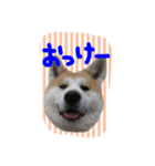 秋田犬とまとfamily⑥（個別スタンプ：1）