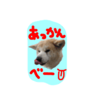 秋田犬とまとfamily⑥（個別スタンプ：38）