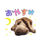 るいとうめこの日常（個別スタンプ：11）