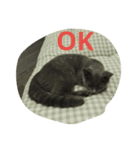 飼い猫「くう」のスタンプ（個別スタンプ：1）