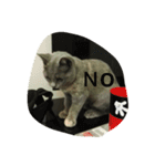 飼い猫「くう」のスタンプ（個別スタンプ：2）