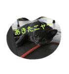 飼い猫「くう」のスタンプ（個別スタンプ：3）