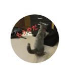飼い猫「くう」のスタンプ（個別スタンプ：4）