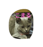 飼い猫「くう」のスタンプ（個別スタンプ：5）