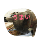 飼い猫「くう」のスタンプ（個別スタンプ：7）