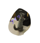 飼い猫「くう」のスタンプ（個別スタンプ：8）