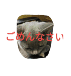 飼い猫「くう」のスタンプ（個別スタンプ：9）