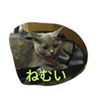 飼い猫「くう」のスタンプ（個別スタンプ：11）