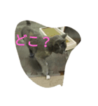 飼い猫「くう」のスタンプ（個別スタンプ：12）