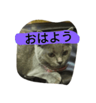 飼い猫「くう」のスタンプ（個別スタンプ：13）