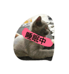 飼い猫「くう」のスタンプ（個別スタンプ：14）