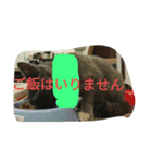 飼い猫「くう」のスタンプ（個別スタンプ：15）