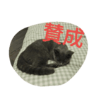飼い猫「くう」のスタンプ（個別スタンプ：17）