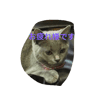 飼い猫「くう」のスタンプ（個別スタンプ：18）
