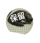 飼い猫「くう」のスタンプ（個別スタンプ：19）