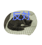 飼い猫「くう」のスタンプ（個別スタンプ：20）