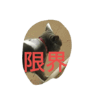 飼い猫「くう」のスタンプ（個別スタンプ：21）