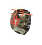 飼い猫「くう」のスタンプ（個別スタンプ：22）