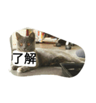 飼い猫「くう」のスタンプ（個別スタンプ：23）