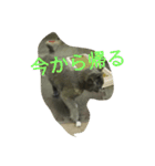 飼い猫「くう」のスタンプ（個別スタンプ：26）