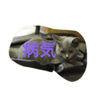 飼い猫「くう」のスタンプ（個別スタンプ：27）