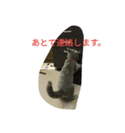 飼い猫「くう」のスタンプ（個別スタンプ：28）