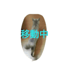飼い猫「くう」のスタンプ（個別スタンプ：29）