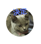 飼い猫「くう」のスタンプ（個別スタンプ：31）