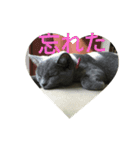 飼い猫「くう」のスタンプ（個別スタンプ：33）