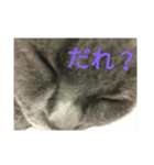 飼い猫「くう」のスタンプ（個別スタンプ：37）