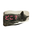 飼い猫「くう」のスタンプ（個別スタンプ：38）