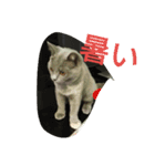 飼い猫「くう」のスタンプ（個別スタンプ：39）