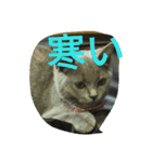 飼い猫「くう」のスタンプ（個別スタンプ：40）