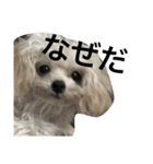 トイプードルのチピ（個別スタンプ：1）