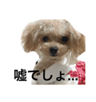 トイプードルのチピ（個別スタンプ：7）