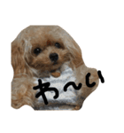 トイプードルのチピ（個別スタンプ：11）