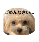 トイプードルのチピ（個別スタンプ：13）