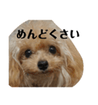 トイプードルのチピ（個別スタンプ：17）