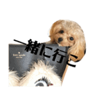 トイプードルのチピ（個別スタンプ：18）