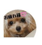トイプードルのチピ（個別スタンプ：20）