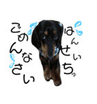 わたしのハンサム犬達（個別スタンプ：3）