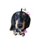 わたしのハンサム犬達（個別スタンプ：4）