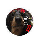 わたしのハンサム犬達（個別スタンプ：5）
