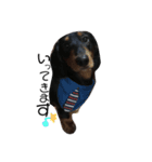 わたしのハンサム犬達（個別スタンプ：6）