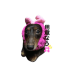 わたしのハンサム犬達（個別スタンプ：7）