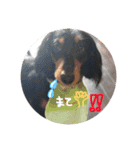 わたしのハンサム犬達（個別スタンプ：8）