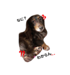 わたしのハンサム犬達（個別スタンプ：9）